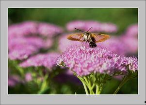 在线观看蜂鸟,空中舞者,自然界的奇迹之旅 第1张 在线观看蜂鸟,空中舞者,自然界的奇迹之旅 第1张